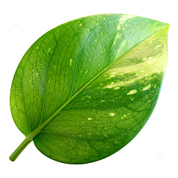 绿色植物叶片特写