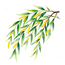 水彩柳枝插画素材