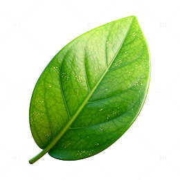 绿色植物叶脉特写