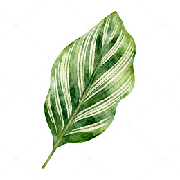 水彩绿叶植物插画设计素材