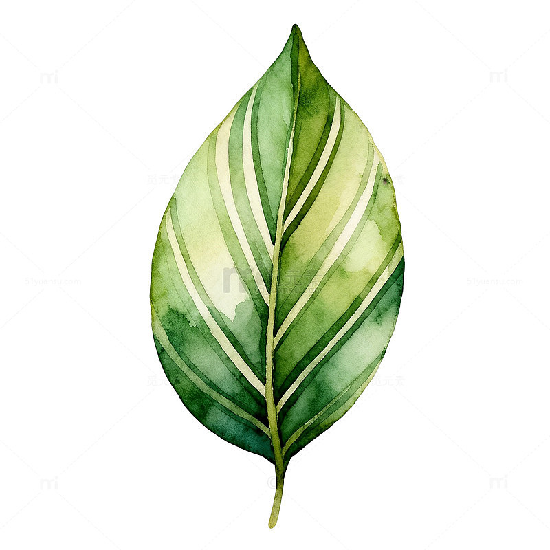 水彩绿叶植物插画素材