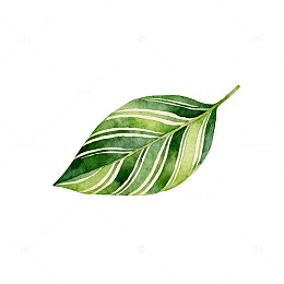 水彩风绿植叶片图案设计素材