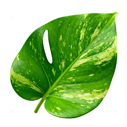 绿叶植物特写素材
