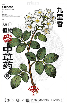 中国风九里香植物插画设计