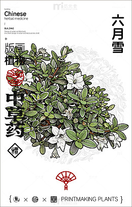 中国风六月雪植物版画设计