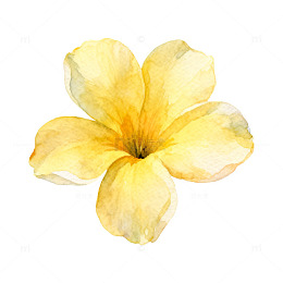 水彩黄花艺术插画
