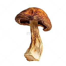 香菇特写片