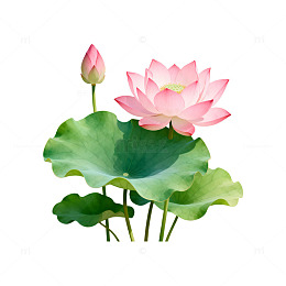 水墨荷花淡雅插画