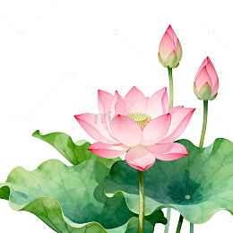水彩荷花艺术插画