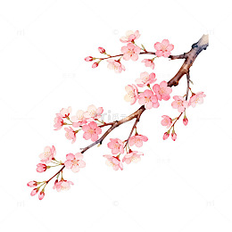樱花水彩画花卉艺术