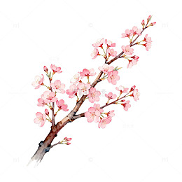 水彩樱花插画