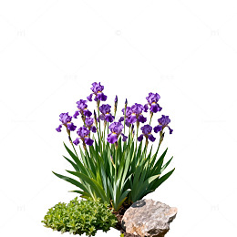 紫色花卉园艺景观