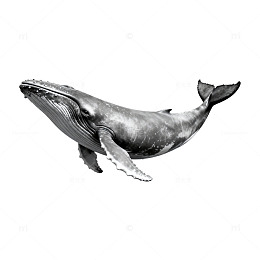 黑白鲸鱼海洋生物
