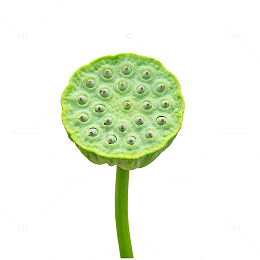 绿色植物莲子特写