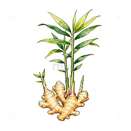 手绘生姜植物插画