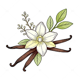 插画风格香草花卉图案设计素材