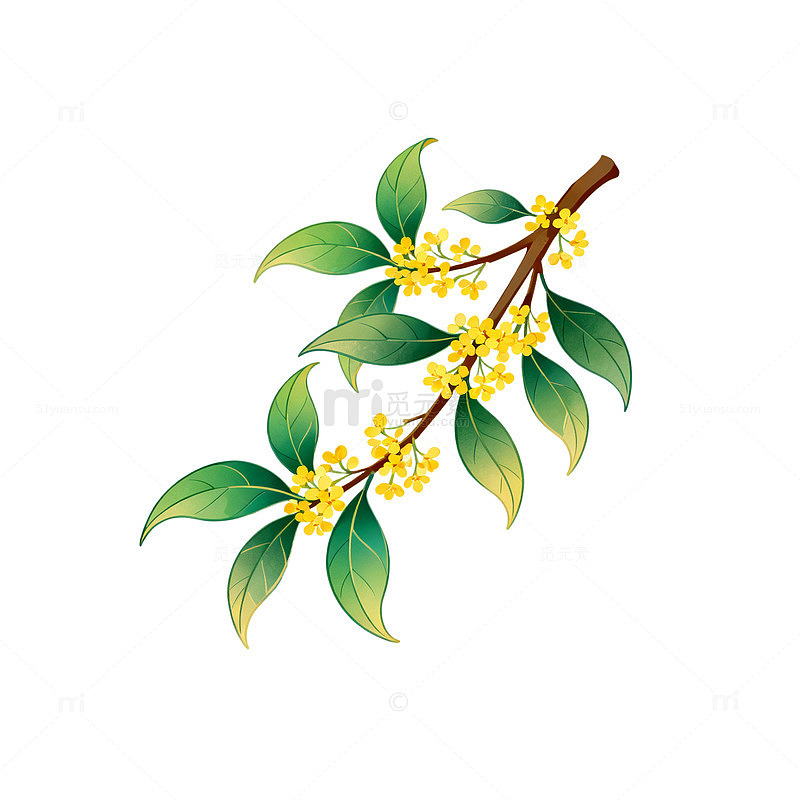 桂花插画