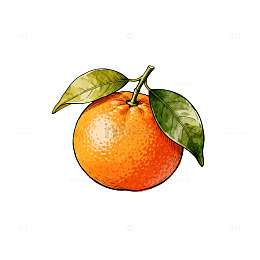 手绘橘子水果插画素材