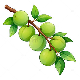 卡通风格青梅枝条插画素材