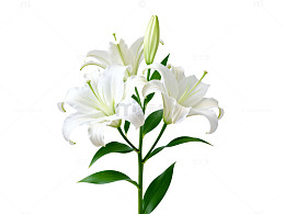 纯白百合花盛开图
