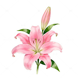 水彩粉百合花手绘插画