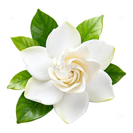 清新白玉兰花卉