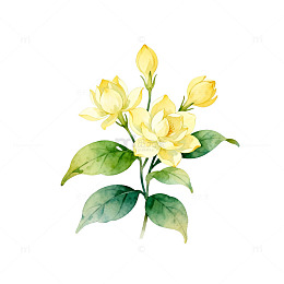 水彩黄月季花卉插画设计素材
