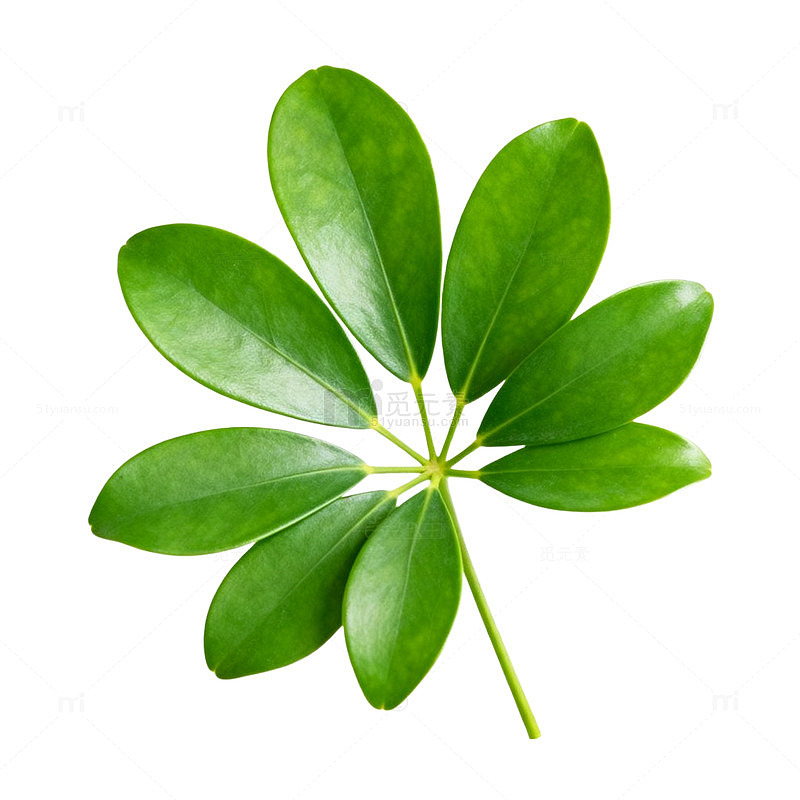 绿叶植物特写