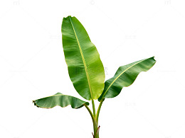 绿叶植物特写片