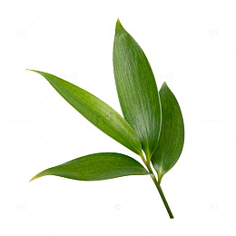 清新绿叶特写植物