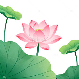 淡雅荷花卡通插画
