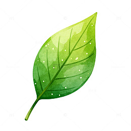 水彩绿叶植物插画设计素材