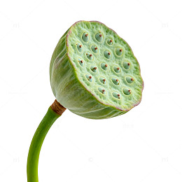 绿色清新荷叶特写