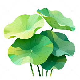 荷叶插画矢量图