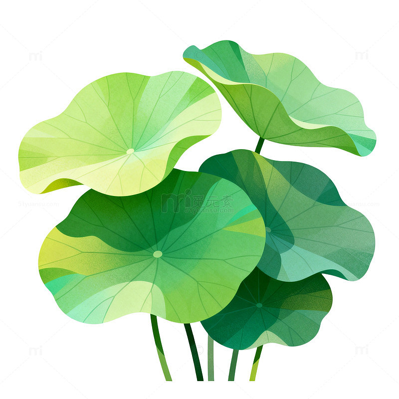 荷叶插画矢量图