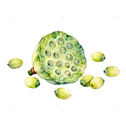 水彩画莲子插画