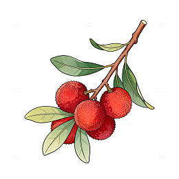 插画风格荔枝水果植物插图