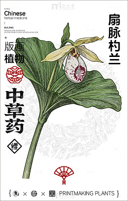 中国风扇脉杓兰植物插画