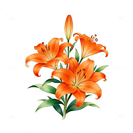 水彩百合花插画设计元素