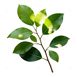 绿叶植物特写素材