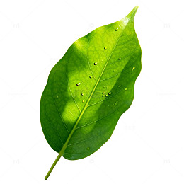 绿色树叶植物片