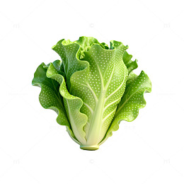 鲜绿生菜特写