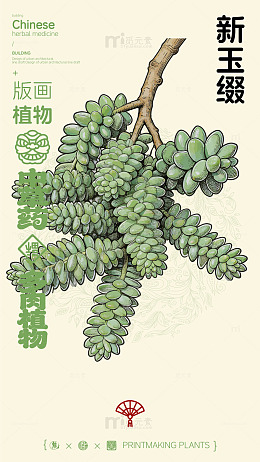 版画风格多肉植物新玉缀插画