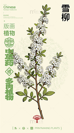 中国风雪柳植物插画设计素材