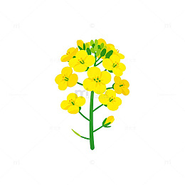 卡通油菜花插画设计元素