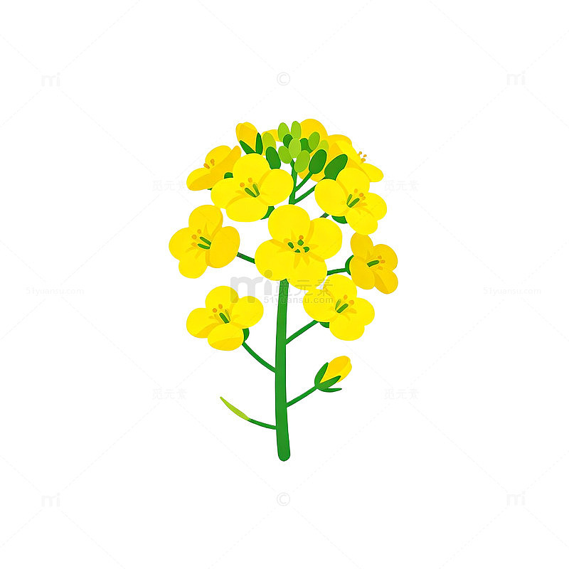 卡通油菜花插画设计元素