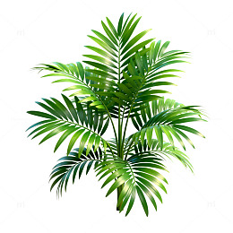 热带植物棕榈树3D模型