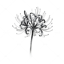 黑白线条花朵素描