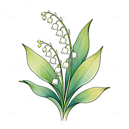 水彩画风格铃兰花插画