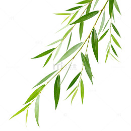 清新柳叶植物插画设计元素